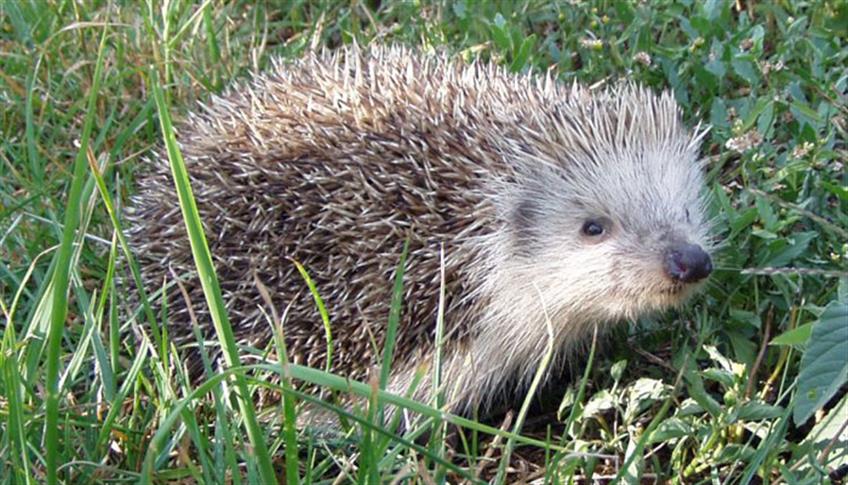 Attenzione ai ricci, i loro aculei sono assai dolorosi Attenzione ai ricci, i loro aculei sono assai dolorosi